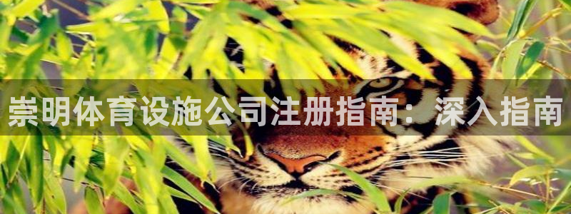 尊龙游戏官网游戏特色